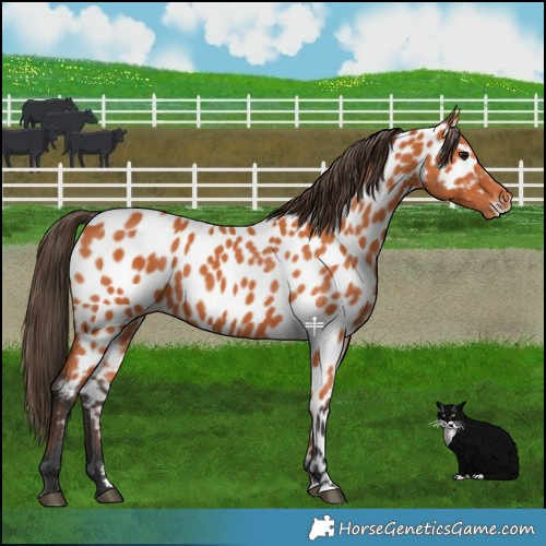 Horse Color:Bay Near Leopard 