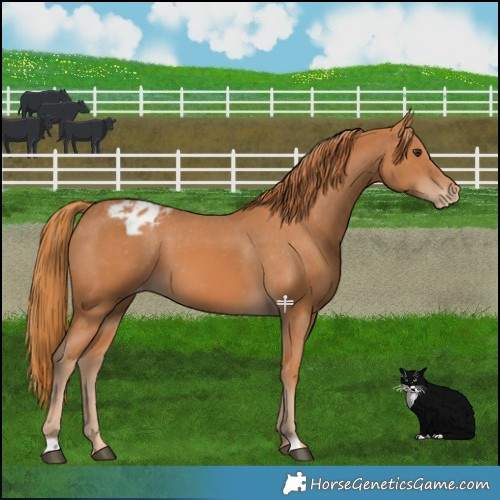 Horse Color:Chestnut Varnish 