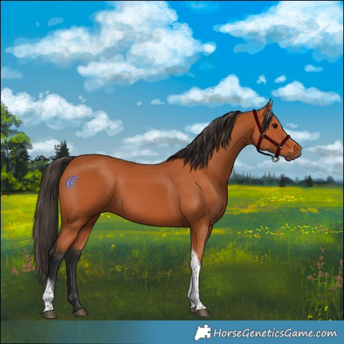 Horse Color:Bay Tobiano 