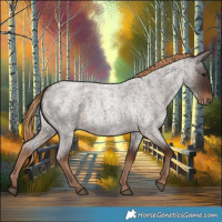 Horse Color:Liver Red Roan 