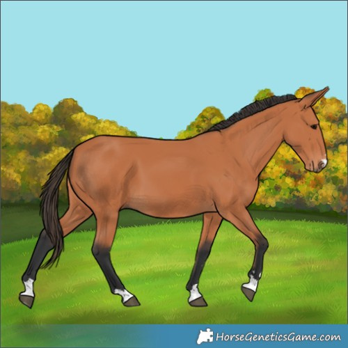 Horse Color:Bay 