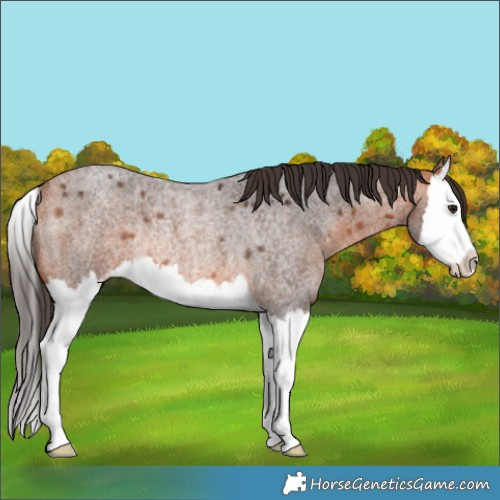 Horse Color:Bay Roan Splash Appaloosa Rabicano 