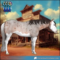 Horse Color:Bay Roan Splash Appaloosa Rabicano 