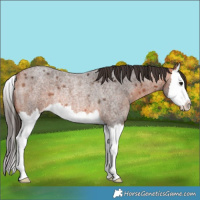 Horse Color:Bay Roan Splash Appaloosa Rabicano 