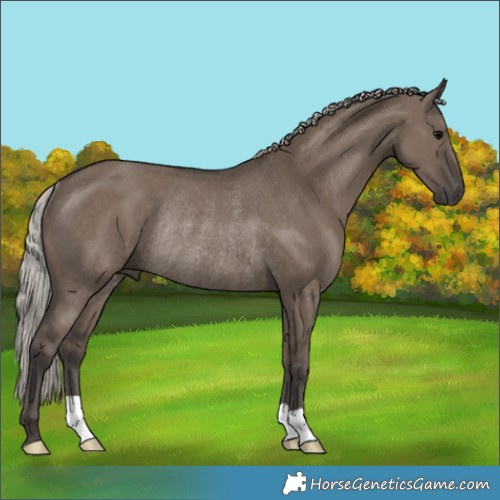 Horse Color:Silver Grullo Rabicano 