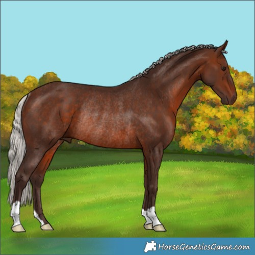 Horse Color:Silver Brown Rabicano 