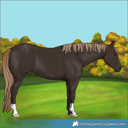Horse Color:Liver Chestnut 