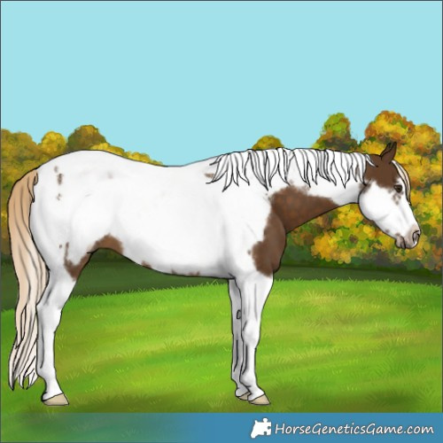 Horse Color:Chocolate Palomino Tobiano Frame 