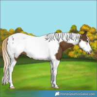 Horse Color:Chocolate Palomino Tobiano Frame