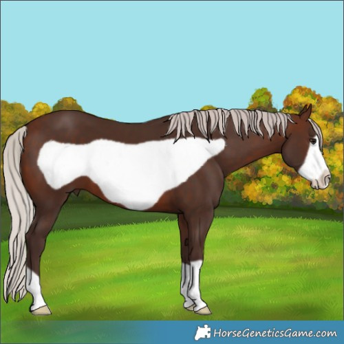 Horse Color:Silver Brown Frame 
