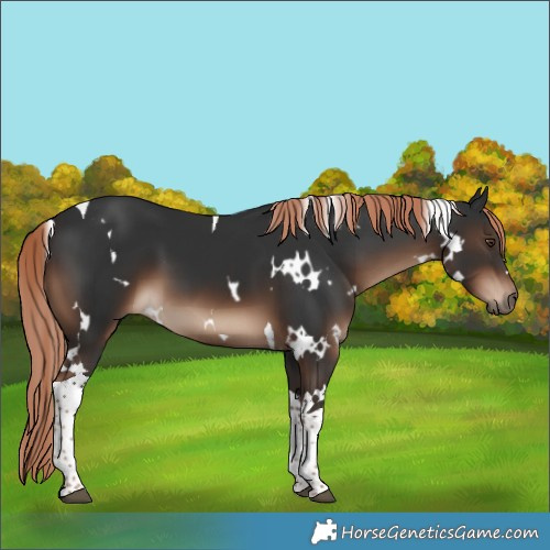 Horse Color:White Spotted Liver Chestnut Tobiano 