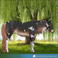 Horse Color:White Spotted Liver Chestnut Tobiano