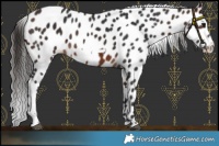 Horse Color:Brown Frame Appaloosa