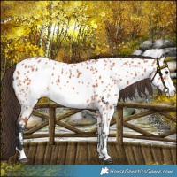 Horse Color:Bay Frame Near Leopard 