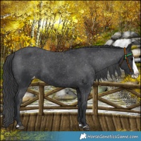 Horse Color:Black Splash Varnish 
