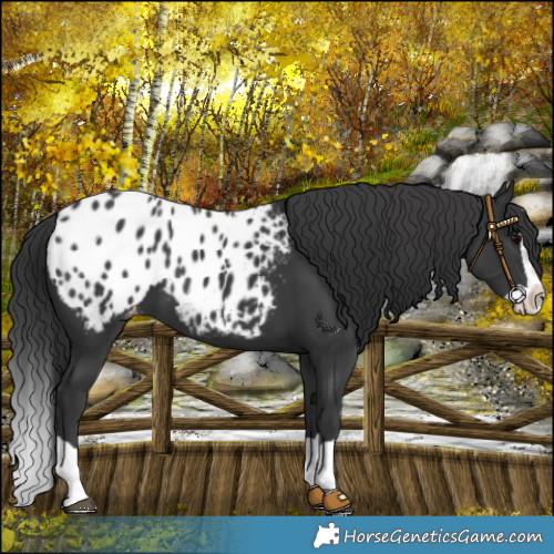Horse Color:Black Splash Appaloosa 