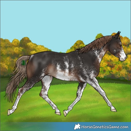 Horse Color:White Spotted Liver Chestnut Rabicano