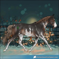 Horse Color:White Spotted Liver Chestnut Rabicano 