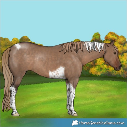 Horse Color:Liver Red Dun Tobiano Rabicano 