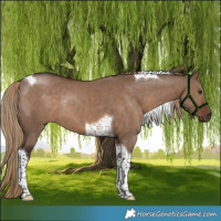 Horse Color:Liver Red Dun Tobiano Rabicano