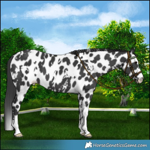 Horse Color:White Spotted Black Appaloosa 