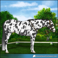 Horse Color:White Spotted Black Leopard 