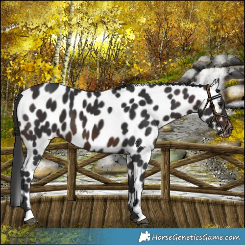 Horse Color:Bay Appaloosa 