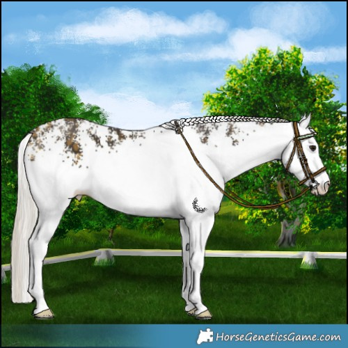 Horse Color:White Spotted Silver Buckskin Rabicano 