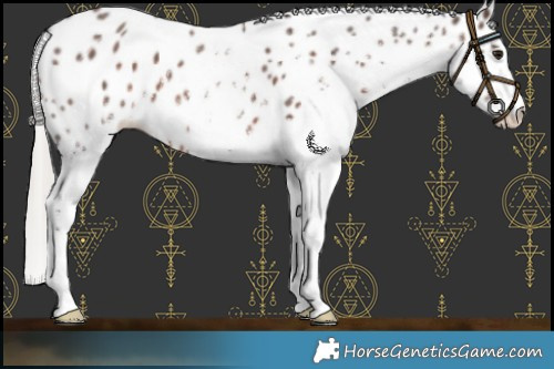 Horse Color:White Spotted Silver Brown Appaloosa 