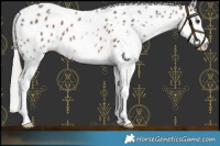 Horse Color:White Spotted Silver Brown Leopard 