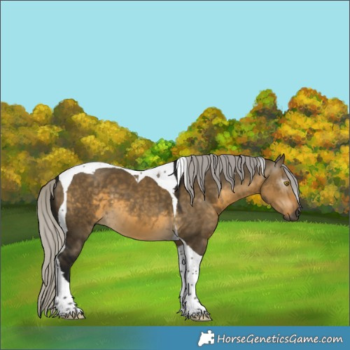 Horse Color:Gray Silver Buckskin Dun Tobiano 