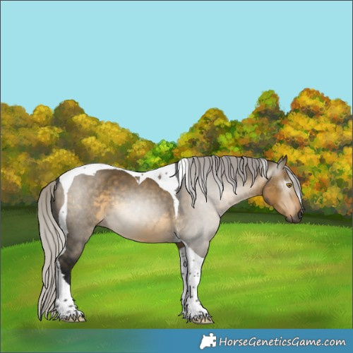 Horse Color:Gray Silver Buckskin Dun Tobiano 