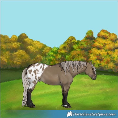 Horse Color:Gray Silver Brown Dun Skewed Appaloosa 