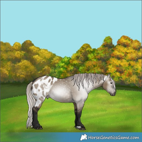 Horse Color:Gray Silver Brown Dun Skewed LP Spotted 