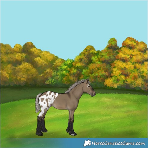 Horse Color:Gray Silver Brown Dun Skewed Appaloosa 