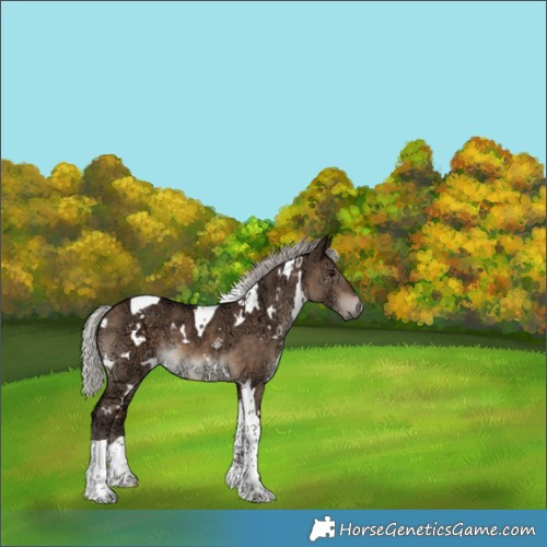 Horse Color:White Spotted Silver Brown Ice Dun Tobiano 
