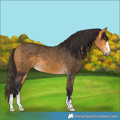 Horse Color:Buckskin