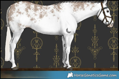 Horse Color:White Spotted Silver Grullo 