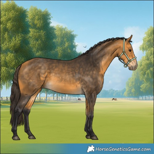 Horse Color:Buckskin