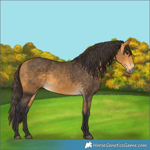 Horse Color:Buckskin 