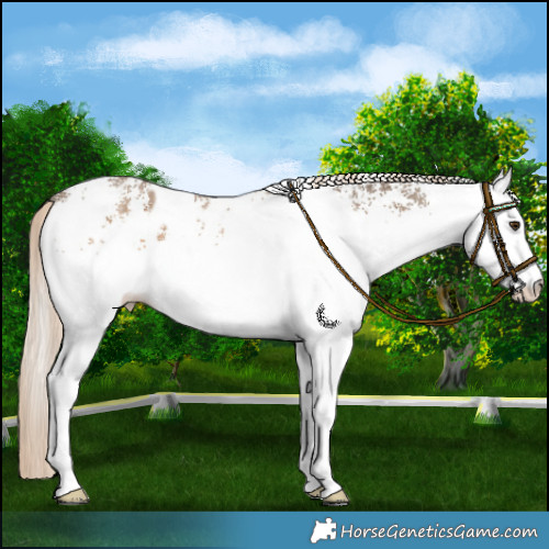 Horse Color:White Spotted Chocolate Palomino Appaloosa 