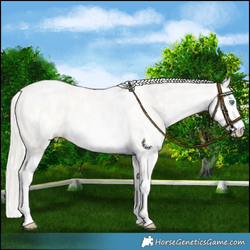 Horse Color:White Spotted Cremello Roan Splash Appaloosa Rabicano 