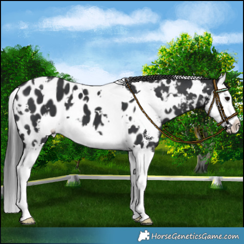 Horse Color:White Spotted Black Splash Appaloosa 
