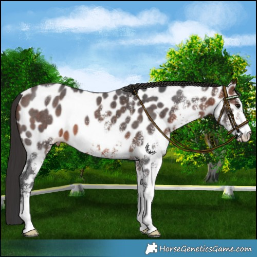 Horse Color:White Spotted Bay Appaloosa 