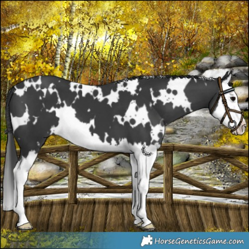 Horse Color:White Spotted Black Splash 