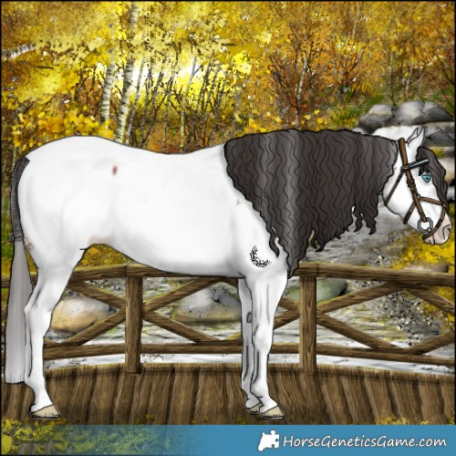 Horse Color:White Spotted Bay Splash Appaloosa Rabicano 
