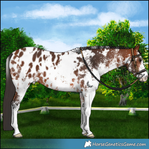 Horse Color:White Spotted Bay Appaloosa 
