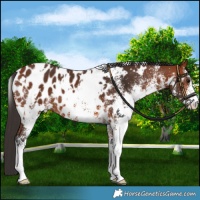 Horse Color:White Spotted Bay Blanket 