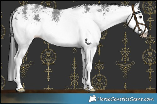 Horse Color:White Spotted Black Rabicano 