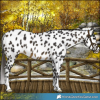 Horse Color:Buckskin Leopard 